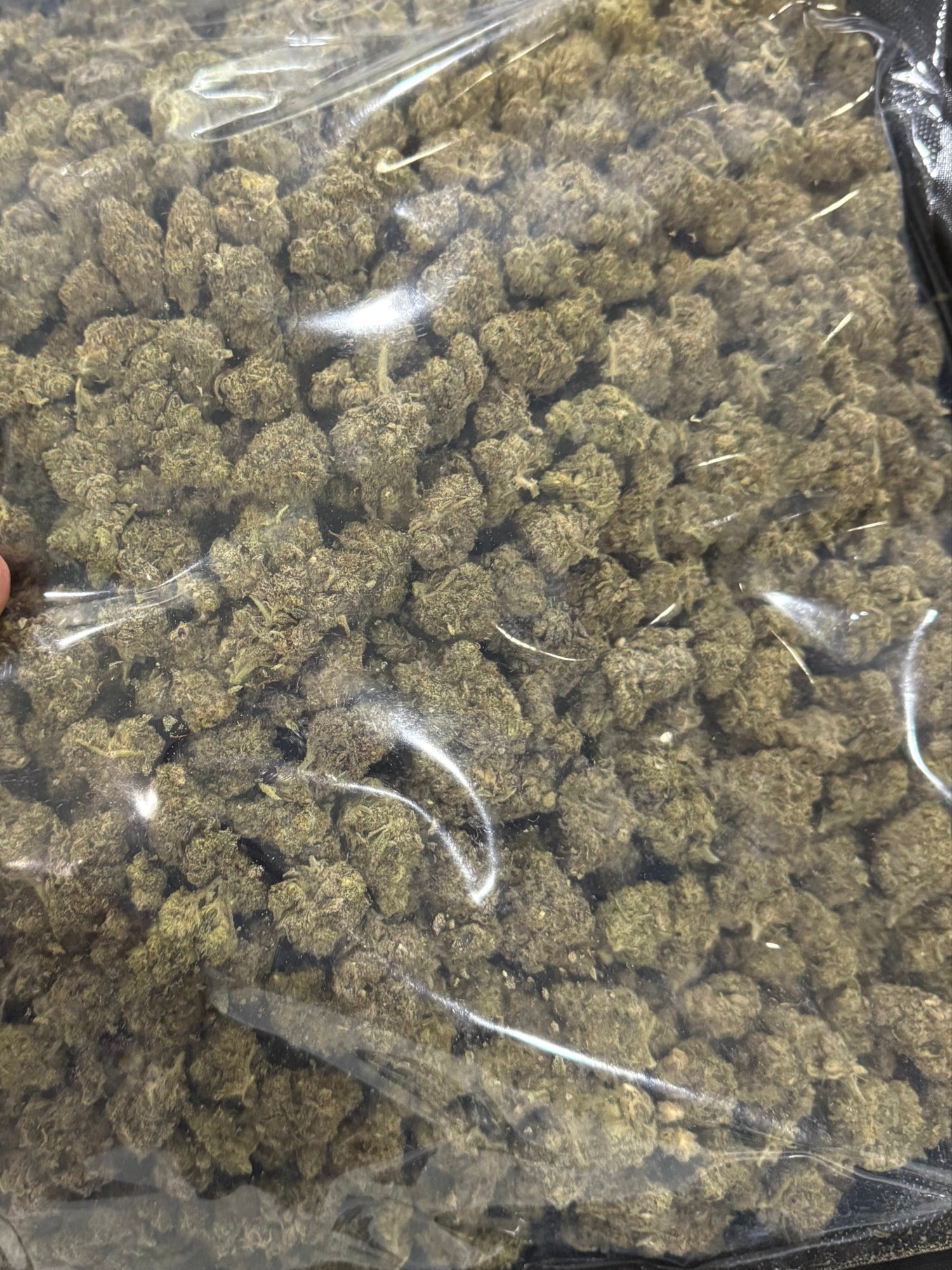 Hand holding a clear bag filled with cannabis buds against a neutral background