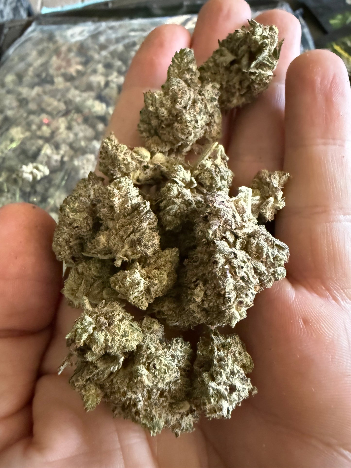 Dante's Inferno THCa Hemp Flower
